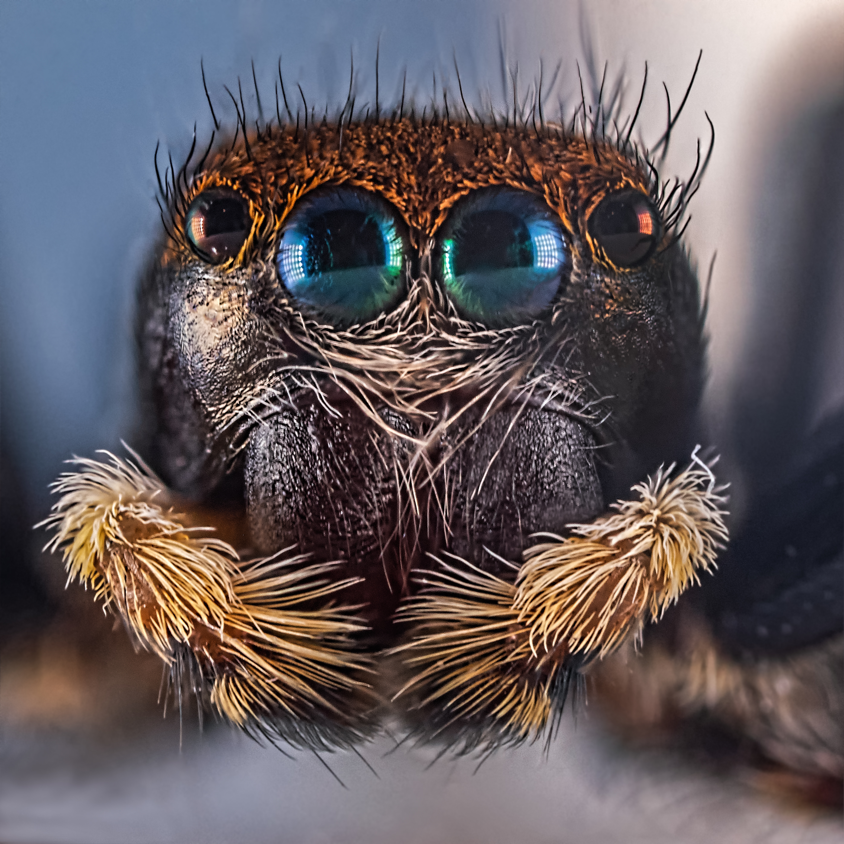 Jumping Spider Super macro